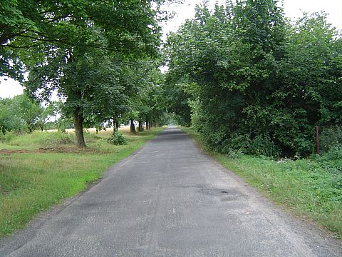 Grabowiec - aleja do W�lki Modrzejowej