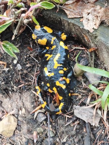 Wycieczka w Beskid Mały s30 - PTTK Strzelin