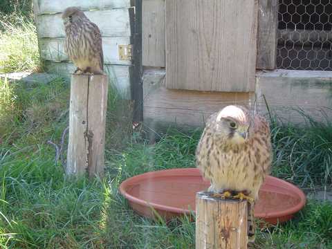 Czantoria Wielka - sokolarnia