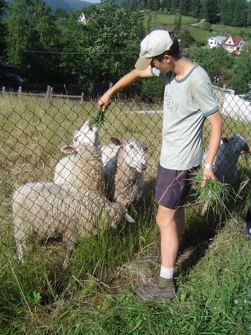 Ob�z w�drowny - dokarmianie owiec w Jaworniku