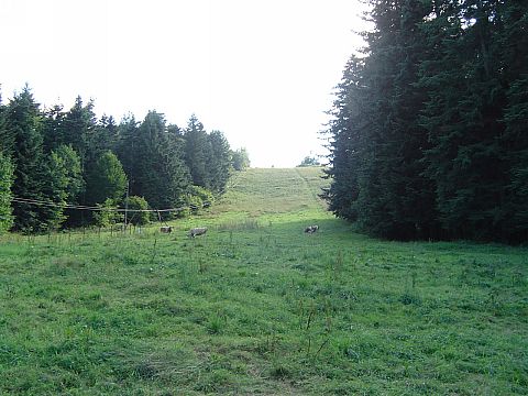 Ropienka - wycig narciarski