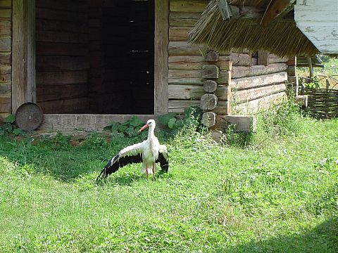 Sanok - Muzeum Budownictwa Ludowego - skansen s086 - PTTK Strzelin