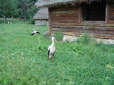 Sanok - Muzeum Budownictwa Ludowego - skansen s087 - PTTK Strzelin