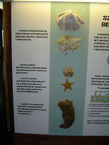 Ustrzyki Dolne - Muzeum Przyrodnicze BdPN