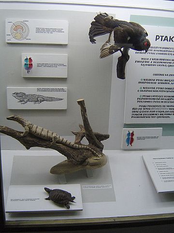 Ustrzyki Dolne - Muzeum Przyrodnicze BdPN