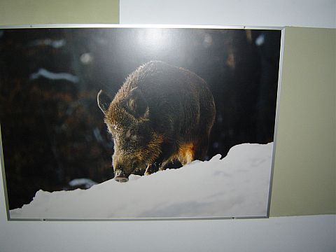 Ustrzyki Dolne - Muzeum Przyrodnicze BdPN