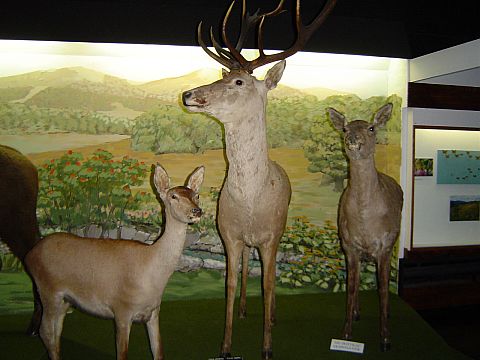 Ustrzyki Dolne - Muzeum Przyrodnicze BdPN