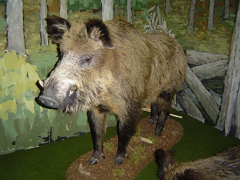 Ustrzyki Dolne - Muzeum Przyrodnicze BdPN