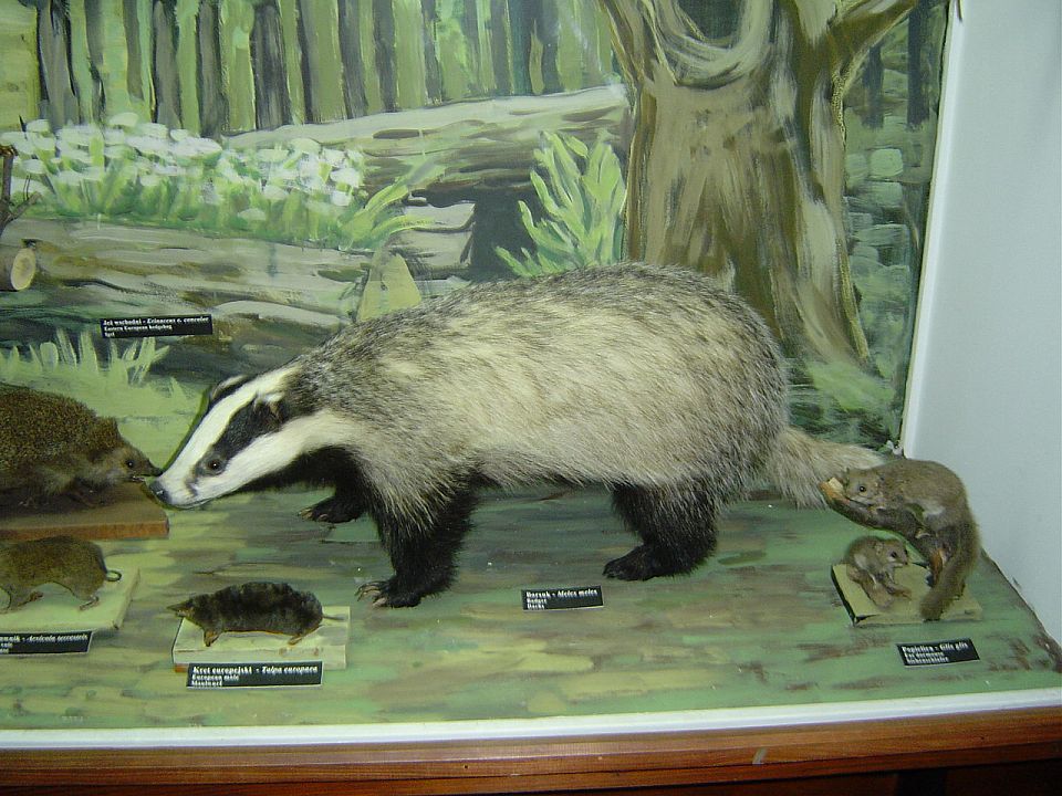 Ustrzyki Dolne - Muzeum Przyrodnicze BdPN