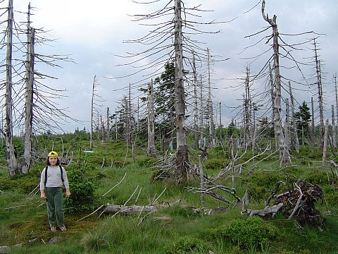 Wymar�y las na Wysokiej Kopie