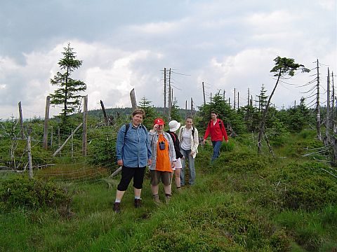 Wymar�y las na Wysokiej Kopie