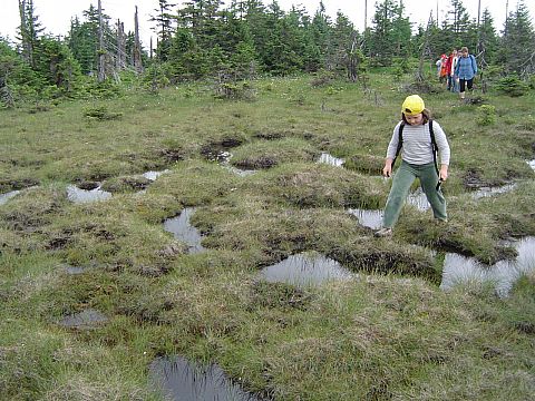 Wymar�y las na Wysokiej Kopie