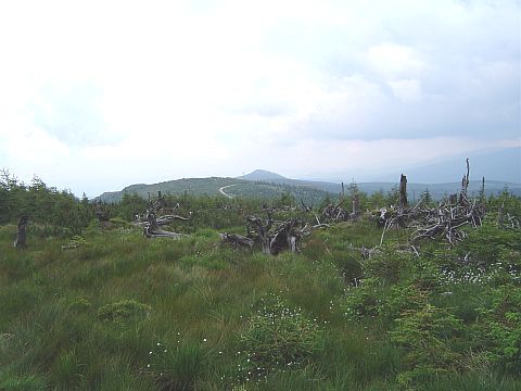 Wymar�y las na Wysokiej Kopie