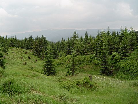 Nowy las na Wysokiej Kopie