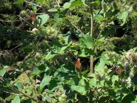 Wycieczka w Góry Izerskie s31 - PTTK Strzelin