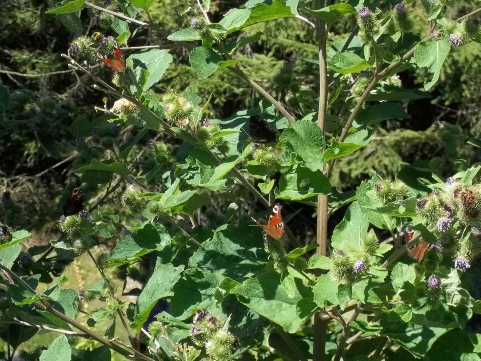 Wycieczka w Góry Izerskie s003 - PTTK Strzelin