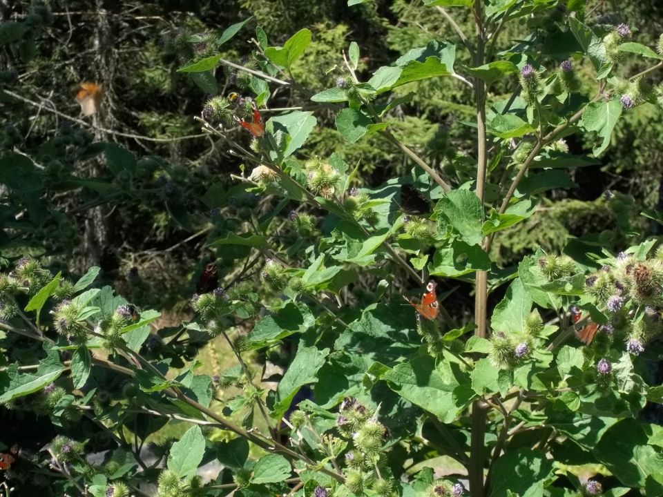 Wycieczka w Góry Izerskie s003 - PTTK Strzelin