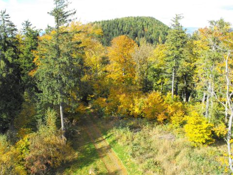 Dzikowiec Wielki w Górach Kamiennych s17 - PTTK Strzelin