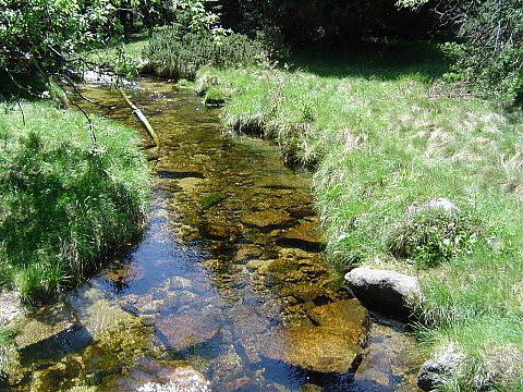 Potok przy Domku My�liwskim