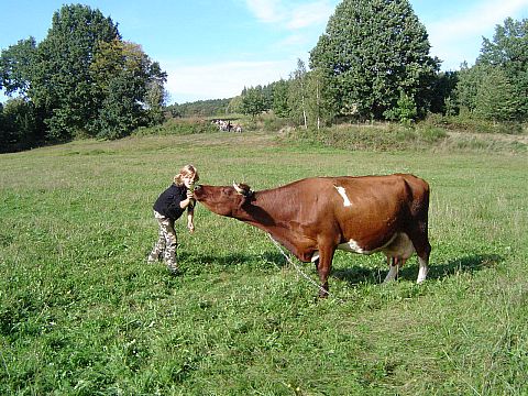 XII Ogólnopolskie Marsze na Orientację Szlakiem opadłych liści s87 - PTTK Strzelin