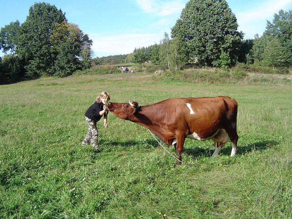 XII Ogólnopolskie Marsze na Orientację Szlakiem opadłych liści s002 - PTTK Strzelin