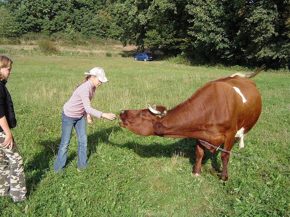 XII Ogólnopolskie Marsze na Orientację Szlakiem opadłych liści s002 - PTTK Strzelin