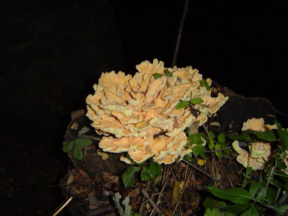 XIII Ogólnopolskie Marsze na Orientację Szlakiem opadłych liści s002 - PTTK Strzelin