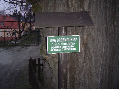 Jarno�t�wek u podn�a Biskupiej Kopy