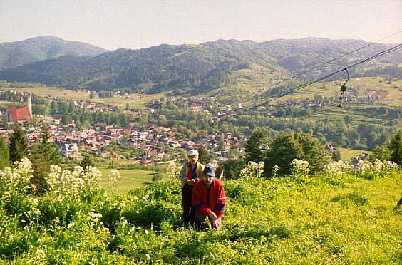 Widok na Kro�cienko z podej�cia na Sokolic�