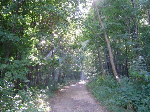 XVIII Rajd Wzg�rz Strzeli�skich - ko�o my�liwskiej chaty s037 - PTTK Strzelin