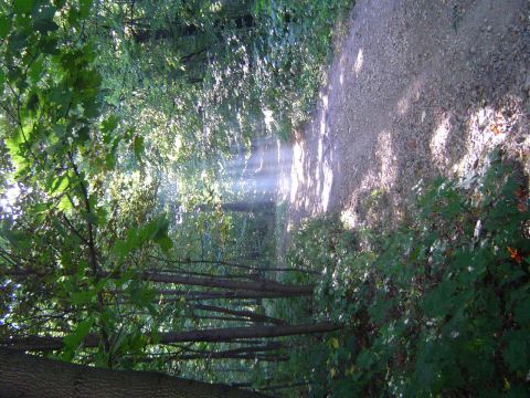 XVIII Rajd Wzg�rz Strzeli�skich - ko�o my�liwskiej chaty s038 - PTTK Strzelin