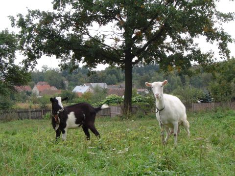 XVIII Rajd Wzg�rz Strzelinskich - w Nieszkowicach s057 - PTTK Strzelin