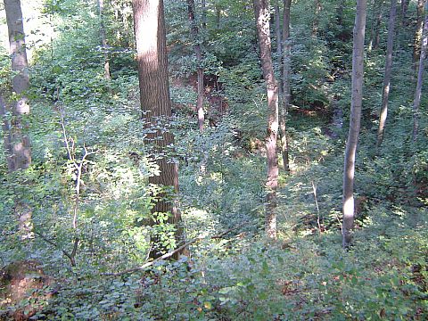 W�w�z ko�o Ostr�nej