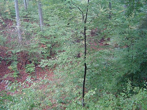 W�wozy na zboczach Nowoleskiej Kopy s064 - PTTK Strzelin