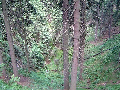 Wyschni�ty 'Zielony Stawek'