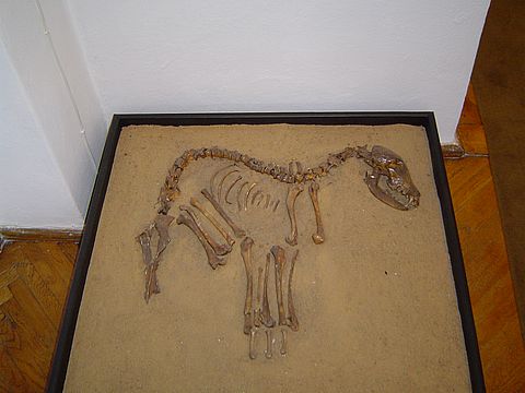 Sob�tka - Muzeum �l�a�skie s032 - PTTK Strzelin