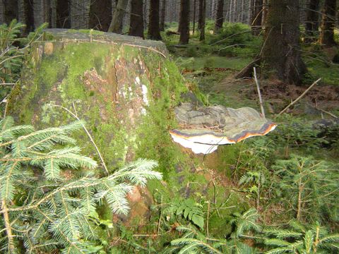 G�ry Sto�owe - rajd