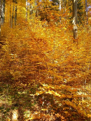 W drodze do Bystrzycy K�odzkiej s156 - PTTK Strzelin