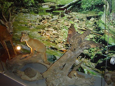 Kudowa-Zdr�j - w budynku Dyrekcji PNGS s028 - PTTK Strzelin