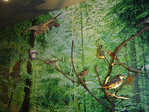 Kudowa-Zdr�j - w budynku Dyrekcji PNGS s029 - PTTK Strzelin