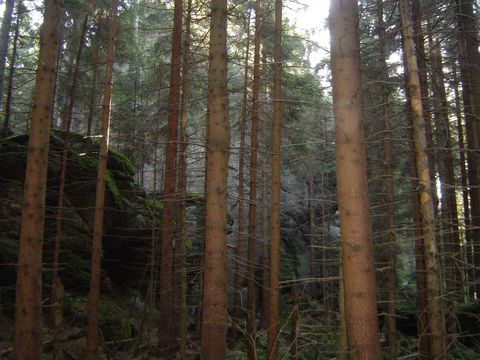 G�ry Sto�owe - Skalne Grzyby