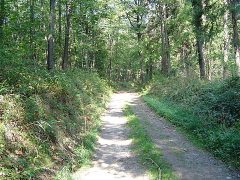 Szlak czerwony Gromnik - Strzelin s064 - PTTK Strzelin