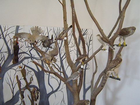 �wi�ty Krzy� - Muzeum Przyrodnicze �wi�tokrzyskiego Parku Narodowego