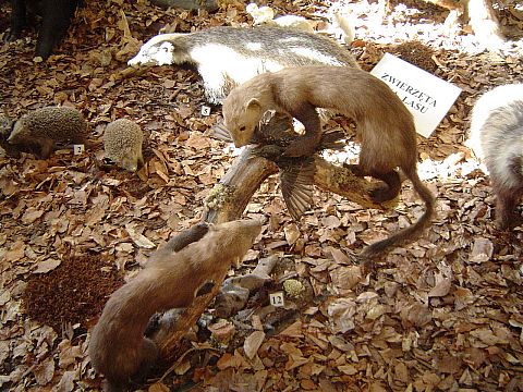 �wi�ty Krzy� - Muzeum Przyrodnicze �wi�tokrzyskiego Parku Narodowego