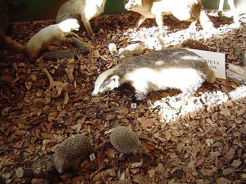 �wi�ty Krzy� - Muzeum Przyrodnicze �wi�tokrzyskiego Parku Narodowego