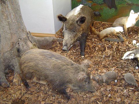 �wi�ty Krzy� - Muzeum Przyrodnicze �wi�tokrzyskiego Parku Narodowego