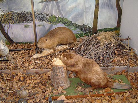 �wi�ty Krzy� - Muzeum Przyrodnicze �wi�tokrzyskiego Parku Narodowego