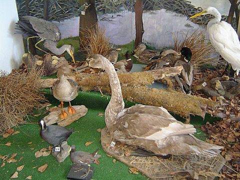 �wi�ty Krzy� - Muzeum Przyrodnicze �wi�tokrzyskiego Parku Narodowego