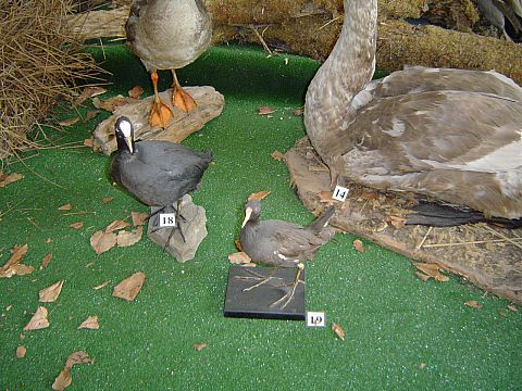 �wi�ty Krzy� - Muzeum Przyrodnicze �wi�tokrzyskiego Parku Narodowego