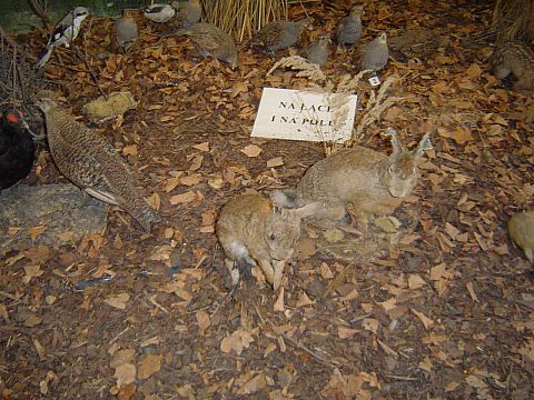 �wi�ty Krzy� - Muzeum Przyrodnicze �wi�tokrzyskiego Parku Narodowego
